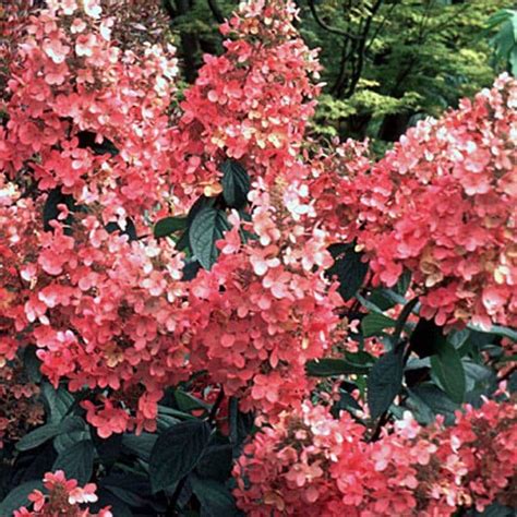 Plant profile of hydrangea paniculata 'pink diamond' on gardenersworld.com. Hydrangea paniculata PINK DIAMOND Interhydia AGM