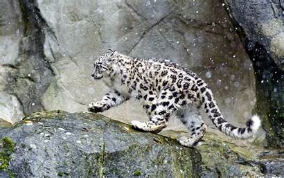 Leopard Snow Wallpapers Desktop Eyes Background Backgrounds