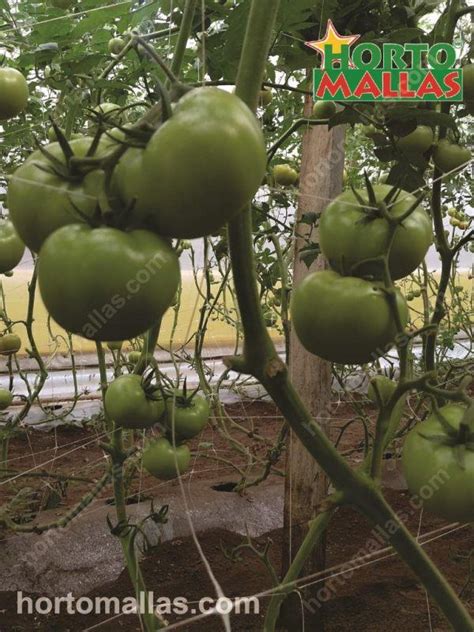 Tomate Netting Cultivo Malla Espaldera Trellis Tomatoe Hortomallas