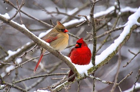 12 Fun Facts You Never Knew About Cardinals