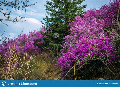 Beautiful View Of Pink Rhododendron Flowers Blooming On Mountain Slope