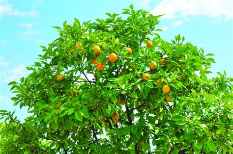 Citrus Trees A Favorite Since Ancient Times Tree Service Bakersfield