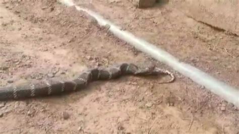 Watch King Cobra Devours Python In Odishas Angul