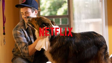 Netflix La Película Que Deberías Ver Si Tienes Un Perro Y Le Quieres Con Toda Tu Alma