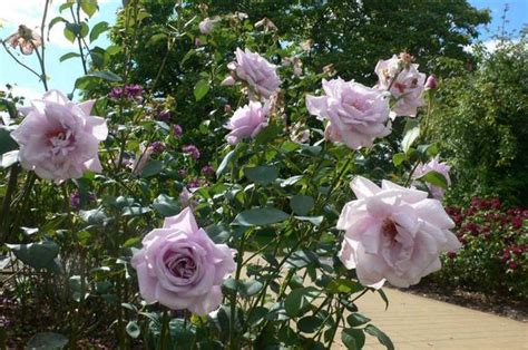 Flowers Outdoor Plants Twice In A Blue Moon Hybrid Tea Rose Bush 4l