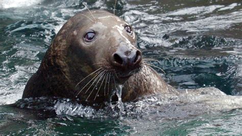 Wild Inside The National Zoo Sea Mammal Smarts Youtube