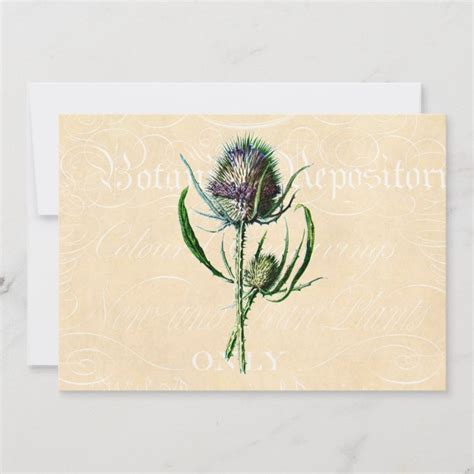 Vintage 1902 Scottish Thistle Antique Wildflower Card