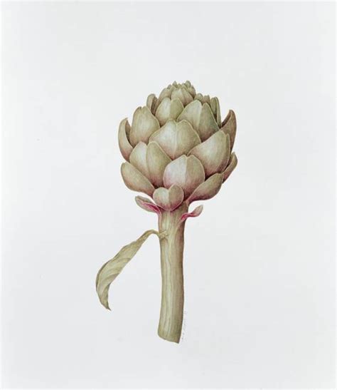 Stunning Artichoke Drawings And Illustrations For Sale On Fine Art Prints