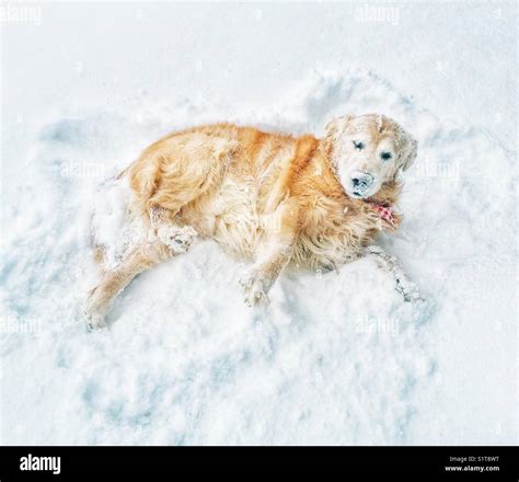 Golden Retriever Dog Covered In Snow While He Lays In It After Rolling