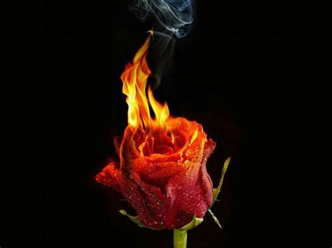Flaming Rose Rose On Fire Rose Wallpaper Rose Images