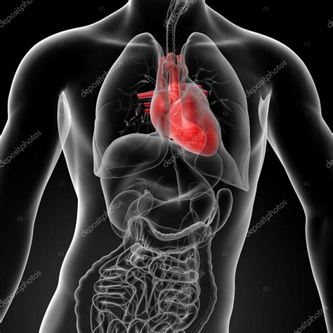 3d 렌더링 인간의 심장 해부학 — 스톡 사진 © Maya2008 42884387