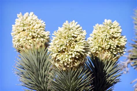 Joshua Trees Mojave Desert Bloom Underway Press Enterprise