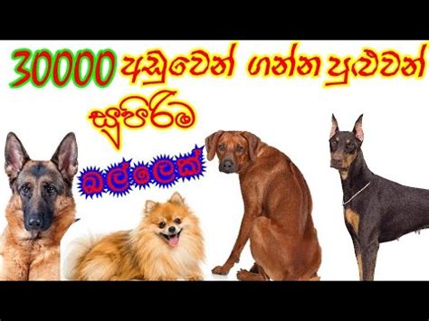 Ein neu eröffnetes (~11/2019) hotel direkt an der küstenstrasse mit einer sehr stilvollen und etwas aussergewöhnlichen ausstattung. Dog prices in sri lankan #dog# #බල්ලන්# - YouTube