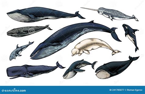 Engraved Whales Hand Drawn Ocean Mammals Aquatic Animals Vintage