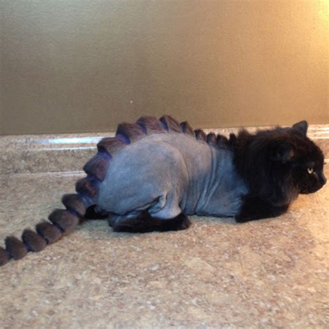 See how this cut might look on your feline and find out why many cat owners like it. Awkward Trend: Dinosaur Cat Haircuts