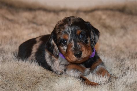 $100 and goes towards the total cost of puppy. Dachshund Puppies For Sale Houston Texas
