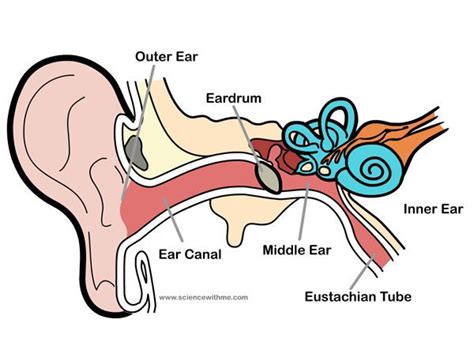 Good Webpage With Video About How The Ear Works Homeschool Science