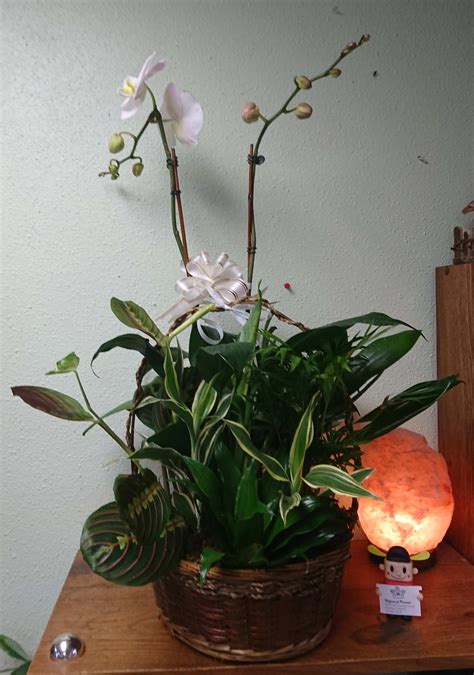 Graceful Orchid Dish Garden In Orlando Fl Edgewood Flowers