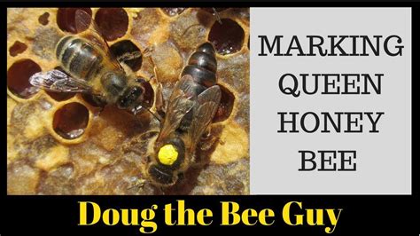 Honey Bee Queen Color Chart