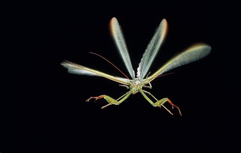 Praying Mantis In Flight Photograph By Perennou Nuridsany