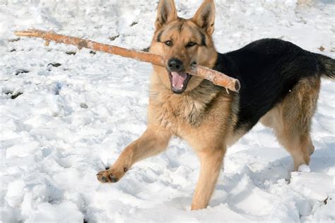 A Young German Shepherd Is Playing With A Stick On The Snow Stock Photo