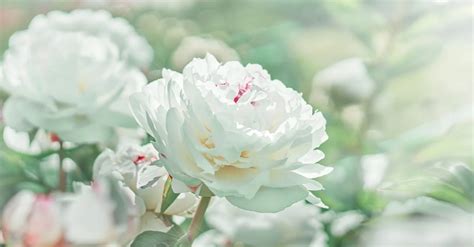 أهم 20 تفسير لرؤية الورد الأبيض في المنام لابن سيرين تفسير الاحلام