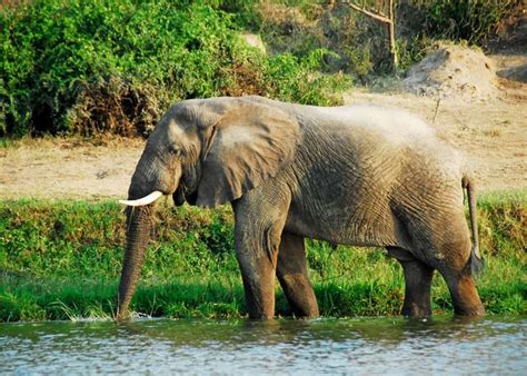13 Fun Facts About African Bush Elephants Habitat