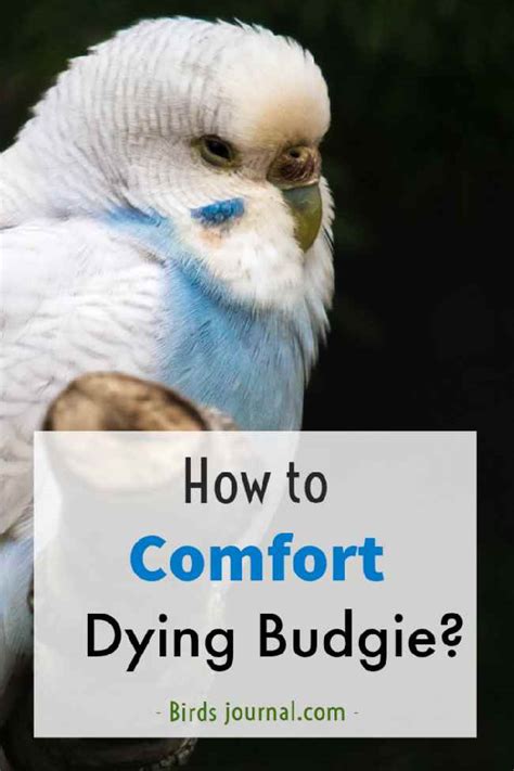 How To Comfort A Dying Budgie At Home Symptoms