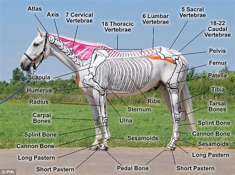 Slush Creek Walkers Tennessee Walking Horse Basic Anatomy