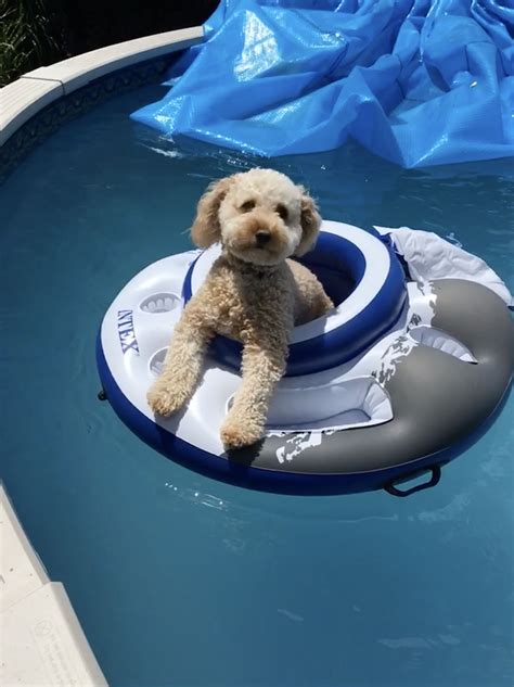 List Of Can Teddy Bear Dogs Swim References