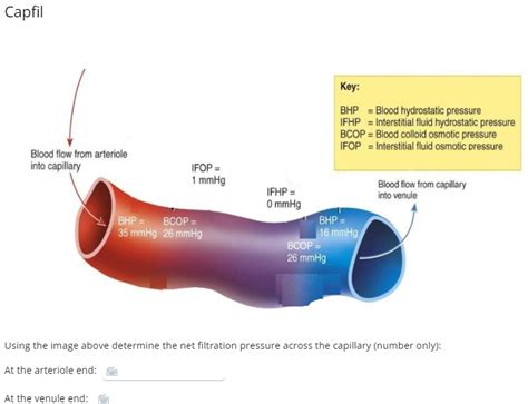 Solved Capfil Key Bhp Blood Hydrostatic Pressure Ifhp