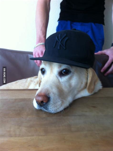 Cute Scumbag Dog 9gag