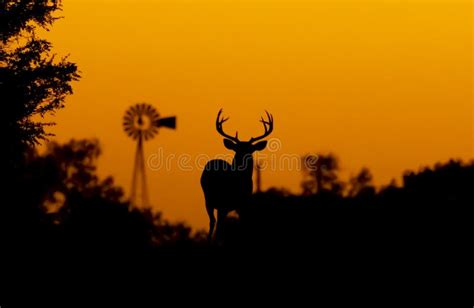 Whitetail Deer Buck In Texas Farmland At Sunset Stock Image Image Of
