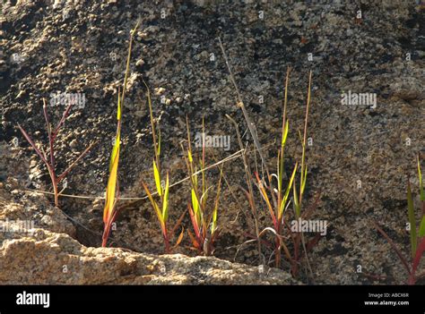 Grass And Rock Stock Photo Alamy
