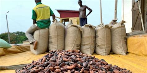 Ghanaian Cocoa Farmers To Sue Al Jazeera Over Child Labour Story