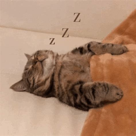 Waking Up Cat GIF Waking Up Cat Reverse Mimir Discover Share GIFs