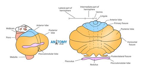 Cerebellum Anatomy