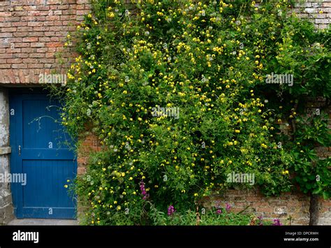 Clematis Tangutica Vigorous Climber Climbing Climb Yellow Flower