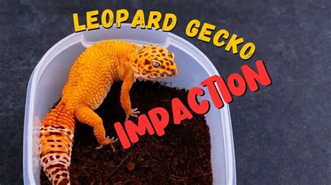 Leopard Gecko Impaction Find Out If Your Pet Is At Risk Leopard