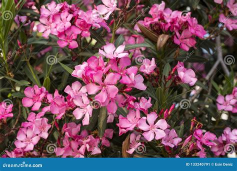 Blooming Pink Oleander Flowers Or Nerium In Garden Stock Image Image