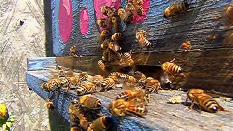 Honey Bees Landing Slow Motion With Pollen And Nectar Youtube