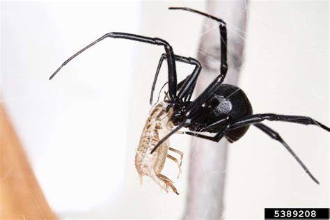 Black Widow Spider Latrodectus Mactans