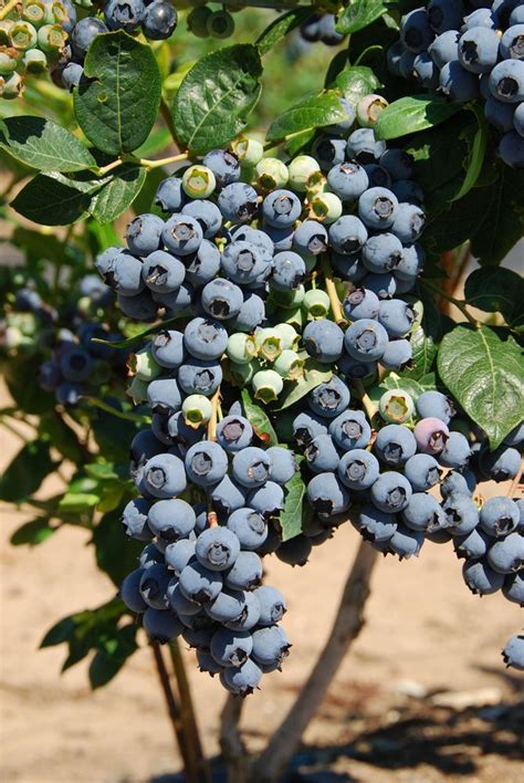 Premier Rabbiteye Blueberry Plant In 2020 With Images