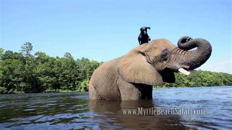 Elephant And Dog Bubbles And Bella Best Friends Youtube