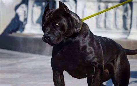 These 9 Reasons Can Change Your Opinion About Black Pitbull
