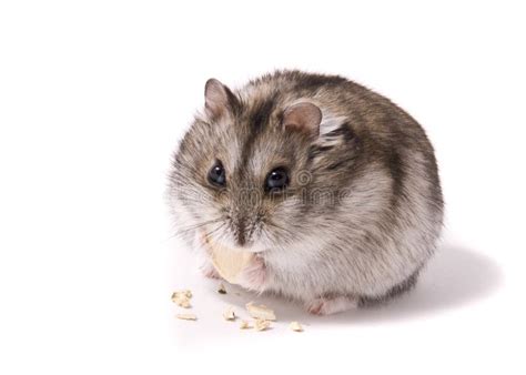 Little Dwarf Hamster Eating Pumpkin Seed Stock Image Image Of Furry
