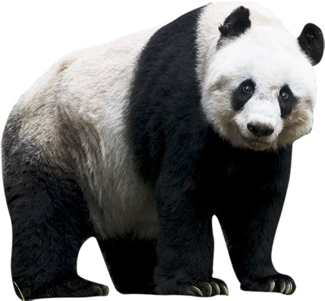Giant Pandas Transparent Png Png Mart