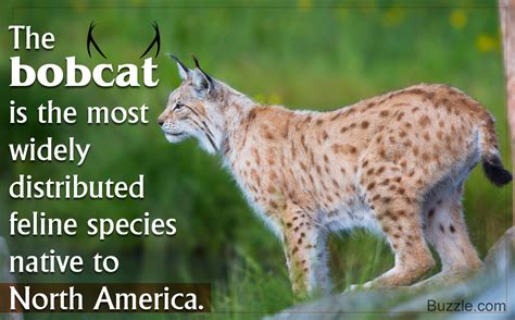 Brilliant And Interesting Facts About Bobcats