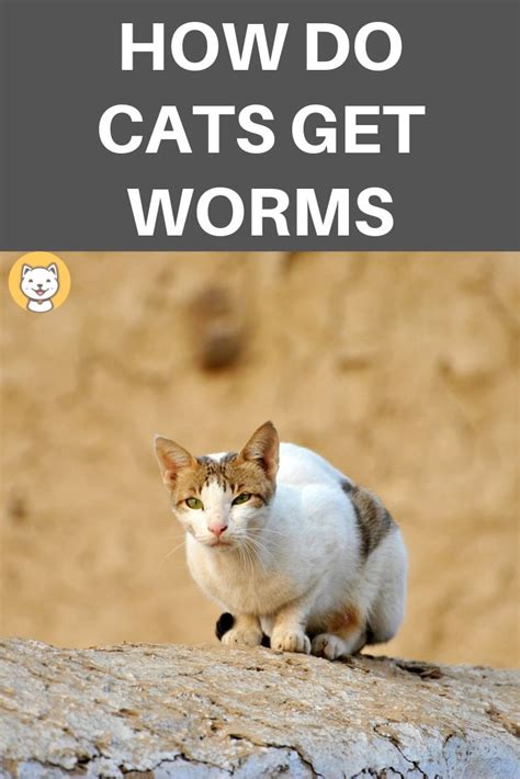 How Do I Know If My Cat Is Pregnant Or Has Worms Cats Ghy