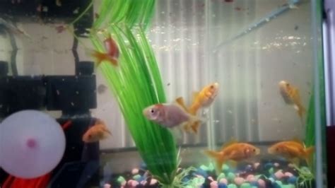 Feeding Goldfish Youtube